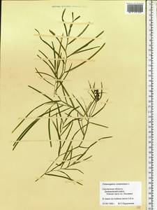 Potamogeton compressus L., Eastern Europe, Western region (E3) (Russia)