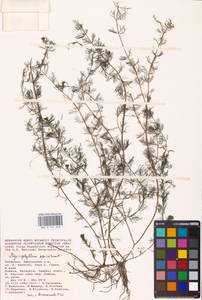 Myriophyllum spicatum L., Eastern Europe, Lower Volga region (E9) (Russia)