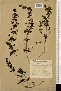 Rhynchocorys orientalis (L.) Benth., Caucasus, Azerbaijan (K6) (Azerbaijan)
