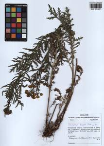 Tanacetum vulgare subsp. vulgare, Siberia, Altai & Sayany Mountains (S2) (Russia)