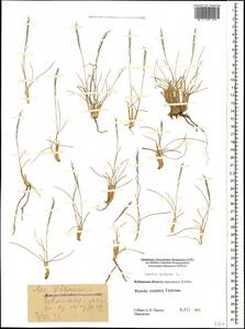 Nardus stricta L., Caucasus, Stavropol Krai, Karachay-Cherkessia & Kabardino-Balkaria (K1b) (Russia)