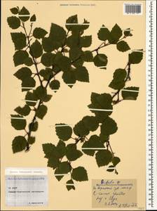 Betula pubescens var. litwinowii (Doluch.) Ashburner & McAll., Caucasus, North Ossetia, Ingushetia & Chechnya (K1c) (Russia)