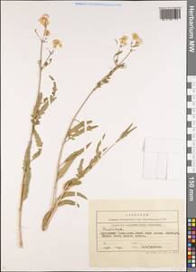 Clematis asplenifolia Schrenk ex Fisch. & C. A. Mey., Middle Asia, Northern & Central Tian Shan (M4) (Kyrgyzstan)