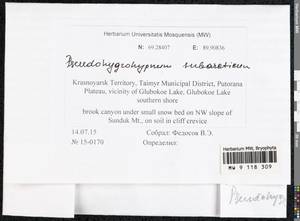 Pseudohygrohypnum subarcticum Fedosov & Ignatova, Bryophytes, Bryophytes - Krasnoyarsk Krai, Tyva & Khakassia (B17) (Russia)