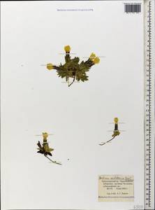 Gentiana verna subsp. oschtenica (Kuzn.) J. J. Halda, Caucasus, Krasnodar Krai & Adygea (K1a) (Russia)