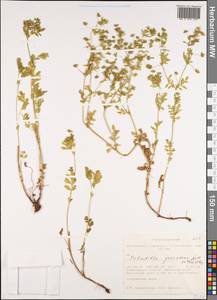 Potentilla supina subsp. paradoxa (Nutt. ex Torr. & A. Gray) Soják, Siberia, Altai & Sayany Mountains (S2) (Russia)