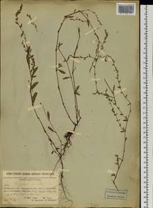 Polygonum aviculare L., Siberia, Baikal & Transbaikal region (S4) (Russia)