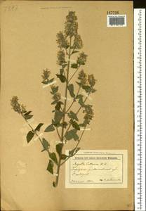 Nepeta cataria L., Eastern Europe, Belarus (E3a) (Belarus)
