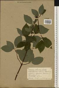 Cornus alba L., Eastern Europe, Central forest region (E5) (Russia)