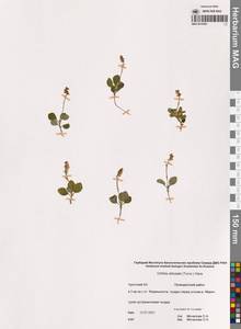 Orthilia secunda (L.) House, Siberia, Chukotka & Kamchatka (S7) (Russia)