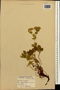 Potentilla brachypetala Fisch. & C. A. Mey. ex Lehm., Caucasus, Stavropol Krai, Karachay-Cherkessia & Kabardino-Balkaria (K1b) (Russia)