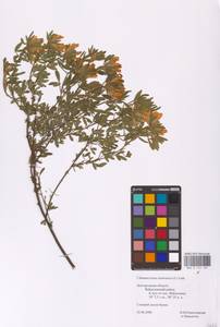 Chamaecytisus austriacus (L.) Link, Eastern Europe, Central forest-and-steppe region (E6) (Russia)