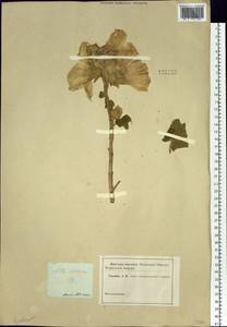 Althaea, Siberia, Altai & Sayany Mountains (S2) (Russia)