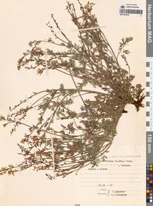 Corydalis sibirica (L.fil.) Pers., Siberia, Chukotka & Kamchatka (S7) (Russia)