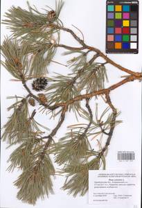 Pinus sylvestris L., Eastern Europe, Eastern region (E10) (Russia)