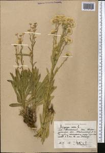 Erigeron acris L., Middle Asia, Caspian Ustyurt & Northern Aralia (M8) (Kazakhstan)