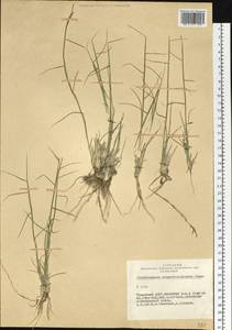 Cleistogenes songorica (Roshev.) Ohwi, Siberia, Altai & Sayany Mountains (S2) (Russia)