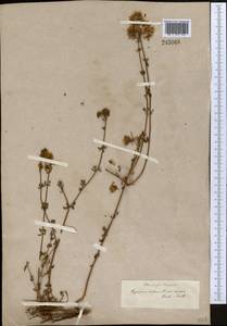 Hypericum scabrum L., Middle Asia, Muyunkumy, Balkhash & Betpak-Dala (M9) (Kazakhstan)