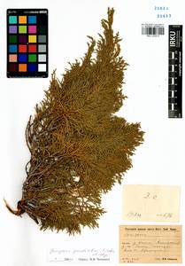 Juniperus pseudosabina Fisch. & C.A.Mey., Siberia, Baikal & Transbaikal region (S4) (Russia)