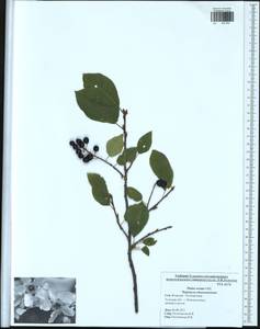 Prunus padus L., Eastern Europe, Central region (E4) (Russia)