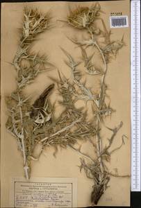 Cirsium turkestanicum (Regel) Petr., Middle Asia, Kopet Dag, Badkhyz, Small & Great Balkhan (M1) (Turkmenistan)