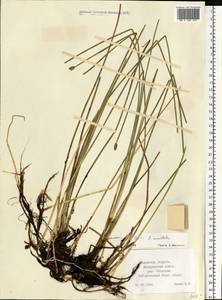 Eleocharis mamillata (H.Lindb.) H.Lindb., Eastern Europe, Central region (E4) (Russia)