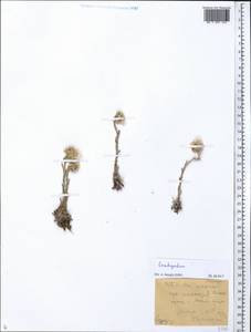 Leontopodium, Middle Asia, Western Tian Shan & Karatau (M3) (Kazakhstan)