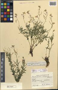 Dontostemon senilis subsp. gubanovii D. German, Mongolia (MONG) (Mongolia)
