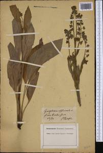 Cynoglossum officinale L., Western Europe (EUR) (Germany)