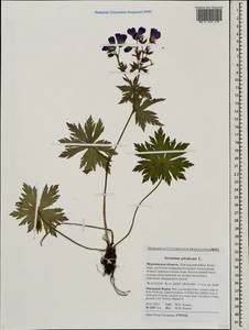Geranium sylvaticum L., Eastern Europe, Northern region (E1) (Russia)