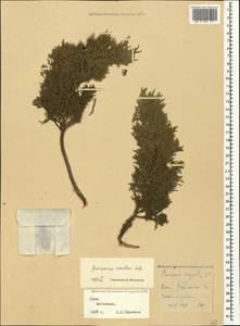 Juniperus excelsa M.-Bieb., Crimea (KRYM) (Russia)