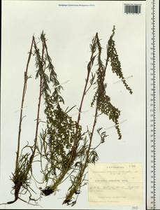 Artemisia pubescens Ledeb., Siberia, Western Siberia (S1) (Russia)