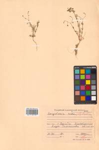 Spergularia rubra (L.) J. Presl & C. Presl, Siberia, Russian Far East (S6) (Russia)
