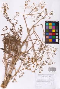 Ferula caspica M. Bieb., Eastern Europe, Rostov Oblast (E12a) (Russia)