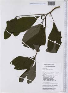 Sassafras albidum (Nutt.) Nees, America (AMER) (United States)