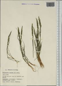 Catapodium rigidum (L.) C.E.Hubb., Western Europe (EUR) (Malta)