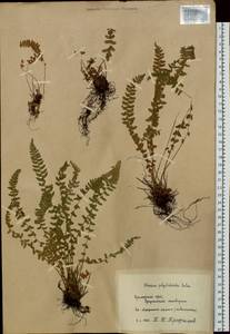 Woodsia polystichoides D. C. Eaton, Siberia, Russian Far East (S6) (Russia)