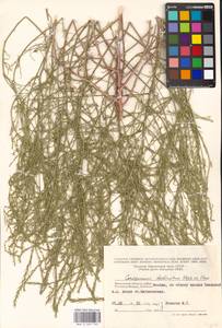 Corispermum declinatum Steph. ex Stev., Eastern Europe, Moscow region (E4a) (Russia)