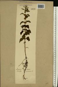 Mentha arvensis L., Eastern Europe (no precise locality) (E0) (Not classified)
