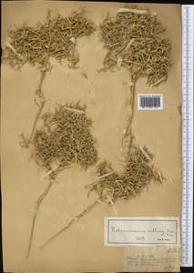 Halimocnemis villosa Kar. & Kir., Middle Asia, Muyunkumy, Balkhash & Betpak-Dala (M9) (Kazakhstan)