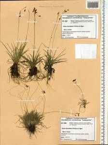 Carex capillaris subsp. fuscidula (V.I.Krecz. ex T.V.Egorova) Á.Löve & D.Löve, Siberia, Central Siberia (S3) (Russia)