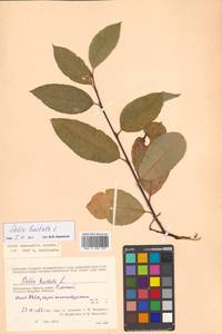 Salix hastata L., Siberia, Chukotka & Kamchatka (S7) (Russia)