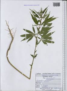Cannabis sativa var. ruderalis (Janisch.) S. Z. Liou, Caucasus, North Ossetia, Ingushetia & Chechnya (K1c) (Russia)
