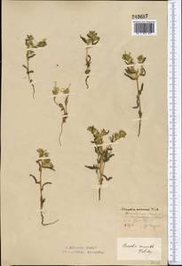 Arnebia decumbens (Vent.) Coss. & Kralik, Middle Asia, Northern & Central Kazakhstan (M10) (Kazakhstan)