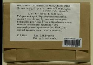 Isopterygiopsis catagonioides (Broth.) Ignatov & Ignatova, Bryophytes, Bryophytes - Russian Far East (excl. Chukotka & Kamchatka) (B20) (Russia)