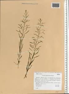 Thesium ebracteatum Hayne, Eastern Europe, Belarus (E3a) (Belarus)