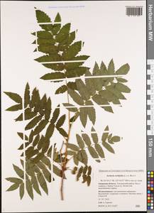 Sorbaria sorbifolia (L.) A. Braun, Siberia, Russian Far East (S6) (Russia)