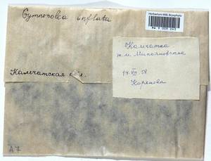 Gymnocolea inflata (Huds.) Dumort., Bryophytes, Bryophytes - Chukotka & Kamchatka (B21) (Russia)