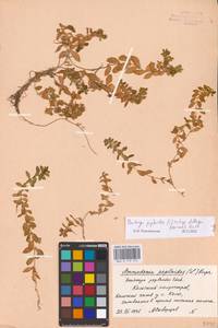Honckenya peploides subsp. diffusa (Hornem.) Hultén ex V. V. Petrovsky, Eastern Europe, Northern region (E1) (Russia)