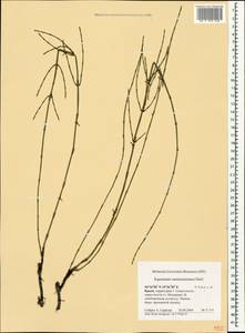 Equisetum ramosissimum Desf., Crimea (KRYM) (Russia)